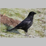 Corvus corone corone - Rabenkraehe 02.jpg